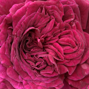 Rosen Shop - Rosa Empereur du Maroc - lila - hybrid perpetual rosen - stark duftend - Bertrand Guinoisseau-Flon - Sie behält ihre grelle Blütenfarbe am besten im Halbschatten. Weil ihre Triebe zeimlich schwach sind, züchtet man sie am besten gestützt.
